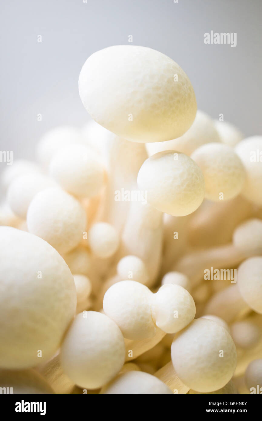 White beech Mushroom (White Shimeji) Hypsizygus Marmoreus Stock Photo