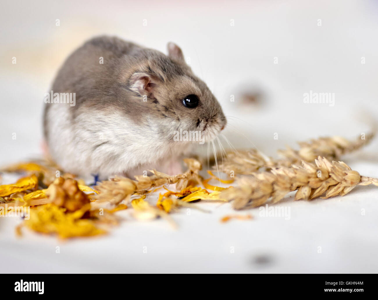 Dwarf Russian Hamster Stock Photo