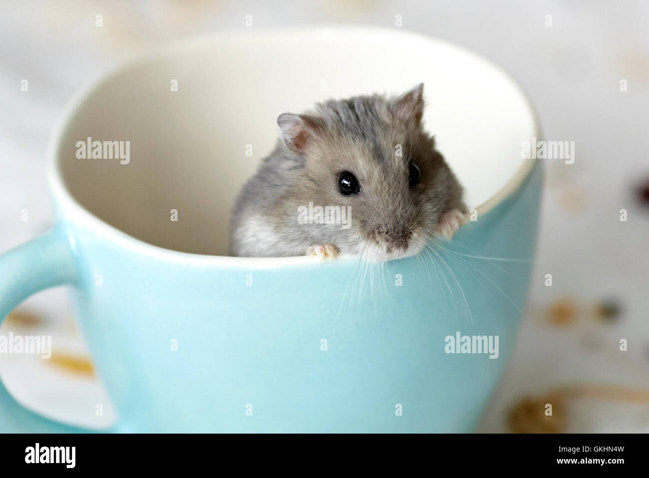 Dwarf Russian Hamster in a teacup Stock Photo