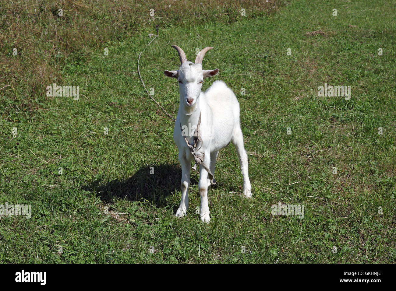 The white goat Stock Photo