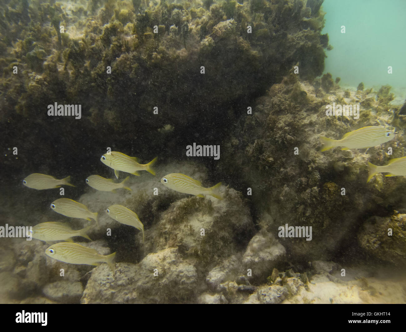 Juvenile reef fish in coral hi-res stock photography and images - Alamy