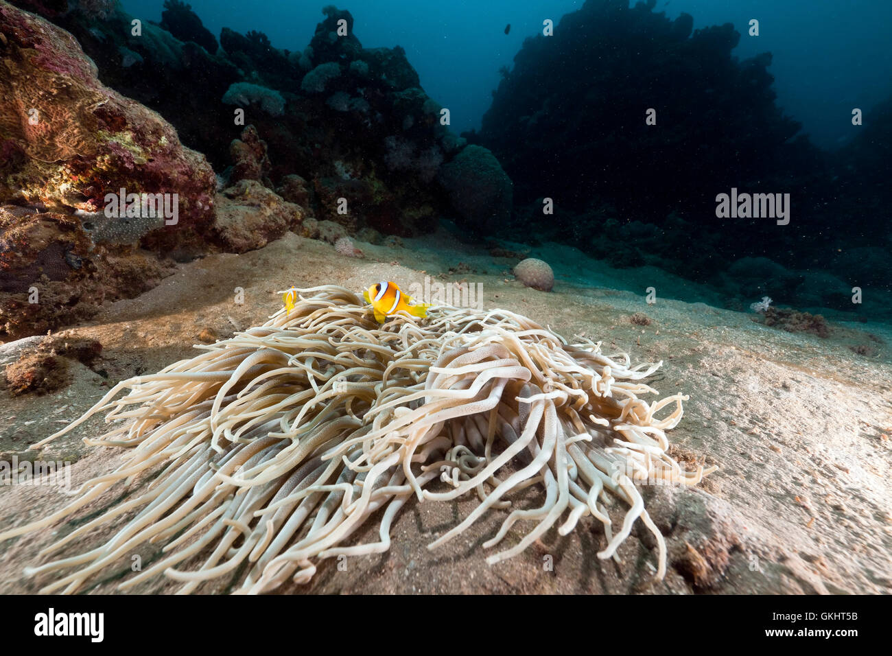 Leathery anemone (heteractis crispa) and anemonefish in the Red Sea. Stock Photo