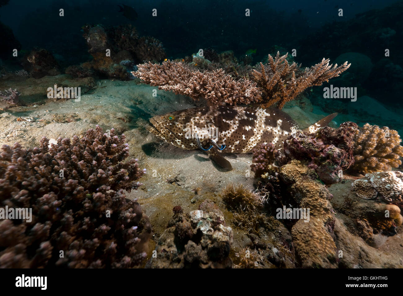 Brownmarbled grouper (epinephelus fuscoguttatus) in the Red Sea Stock