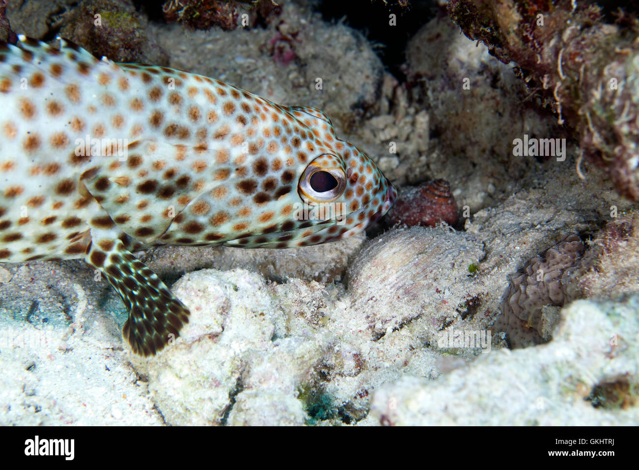 Greasy grouper (ephinephelus tauvina) in the Red Sea Stock Photo Alamy
