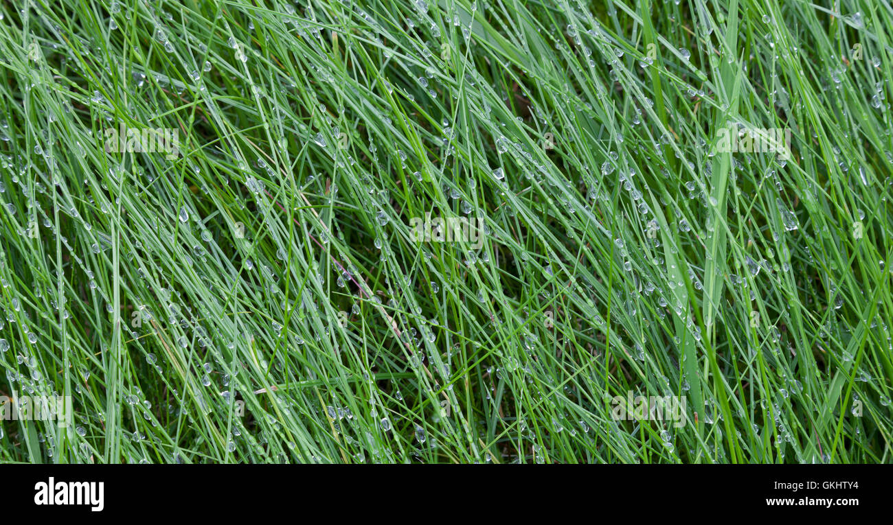 Dewdrops on grass Stock Photo