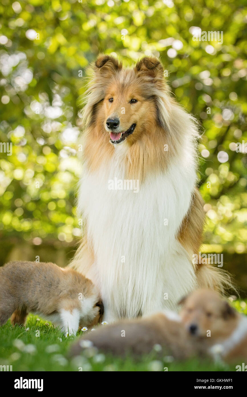 Lassie dog sitting stock image. Image of female, dogs - 70737099