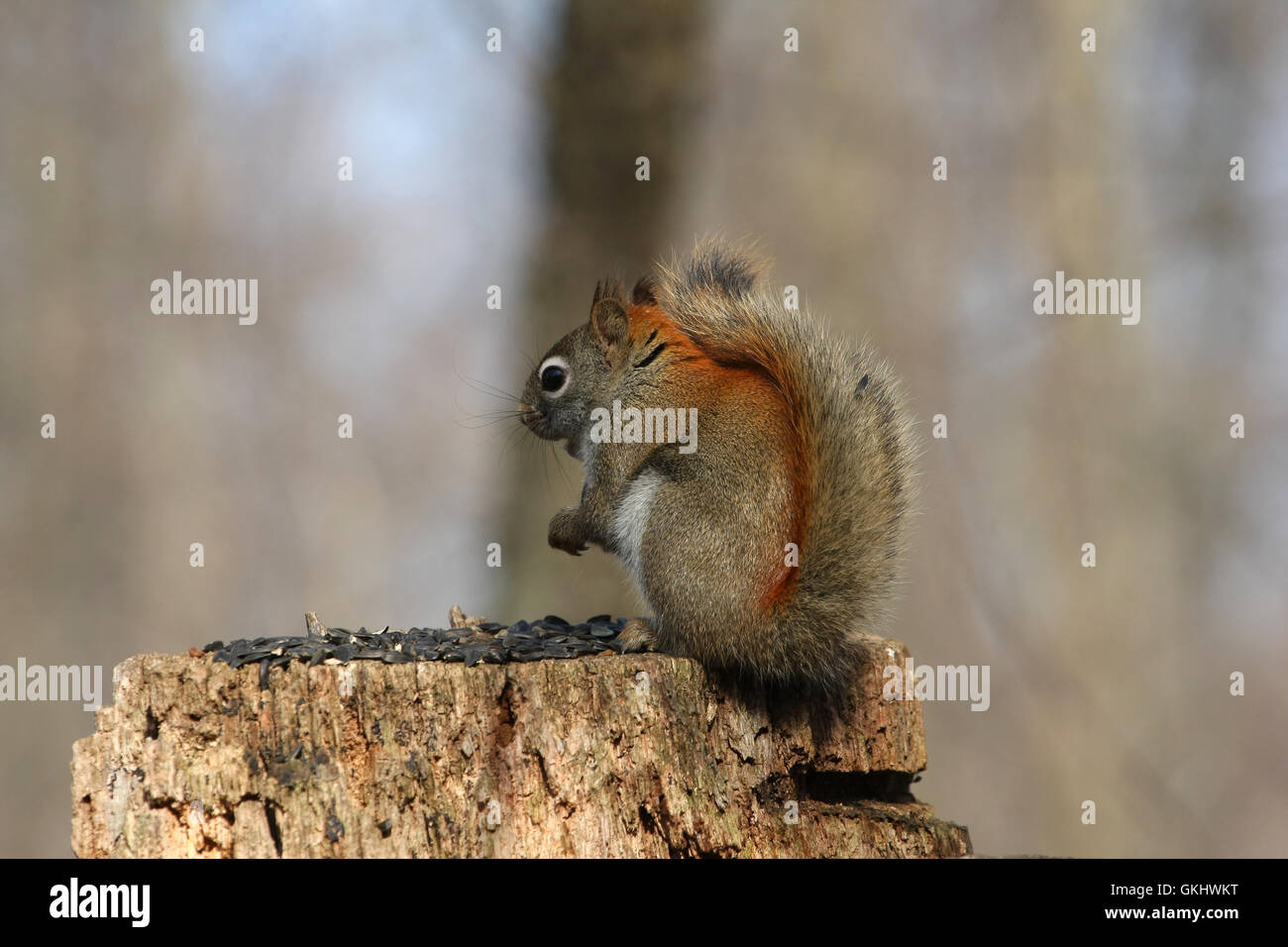 Red Squirrel Stock Photo