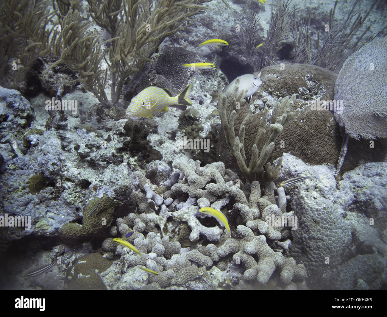 Under the sea Stock Photo - Alamy