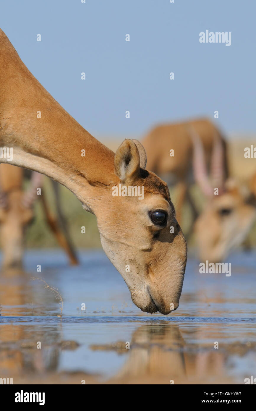 Critically endangered wild Saiga antelopes (Saiga tatarica) at the watering place in the morning. Stock Photo