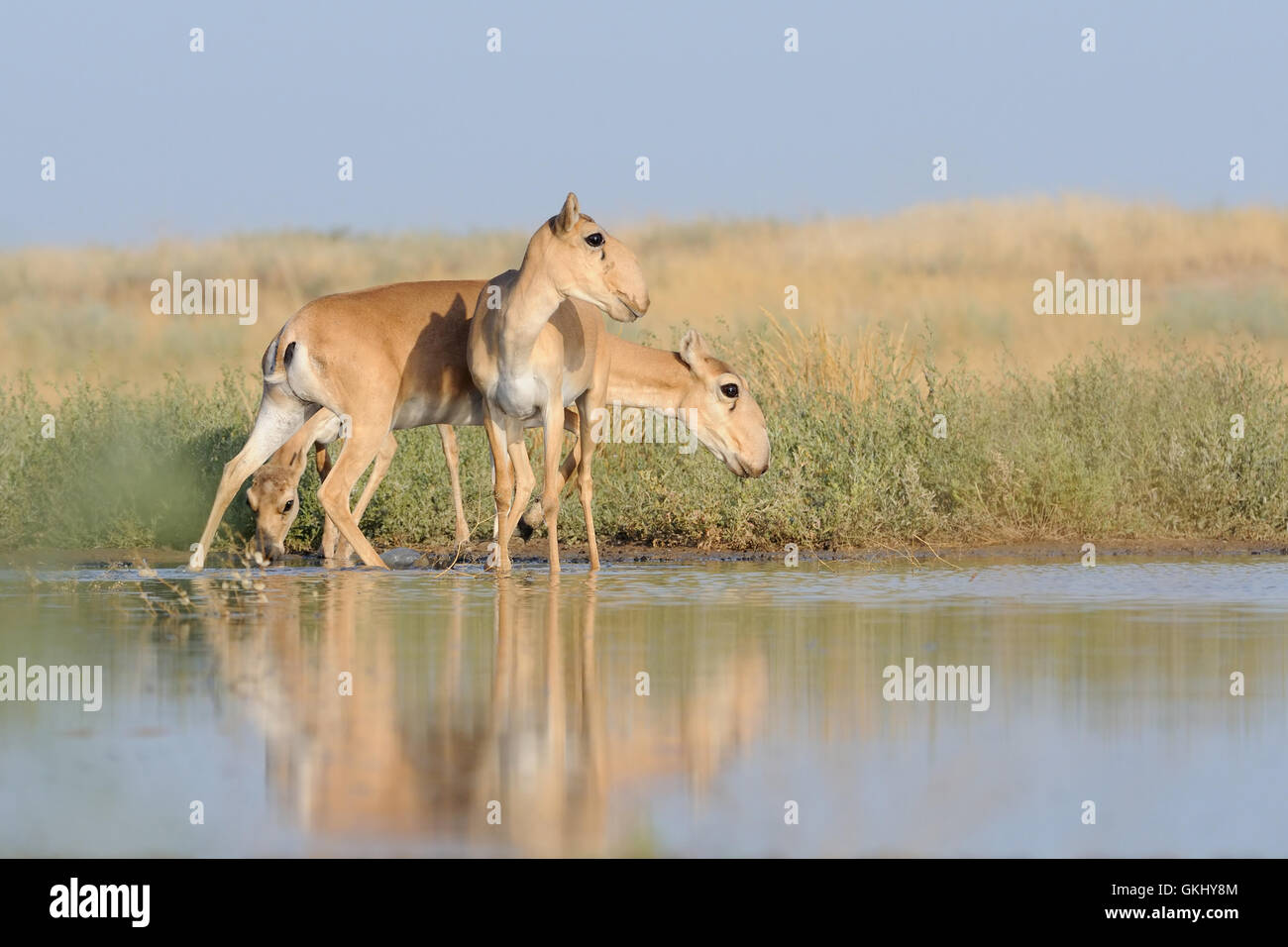 Saiga antelopes (Saiga tatarica) near the watering place in the morning. Stock Photo