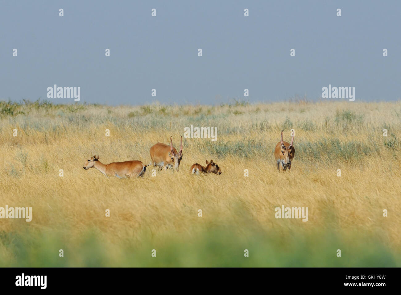 Critically endangered wild Saiga antelopes (Saiga tatarica) in morning steppe. Stock Photo