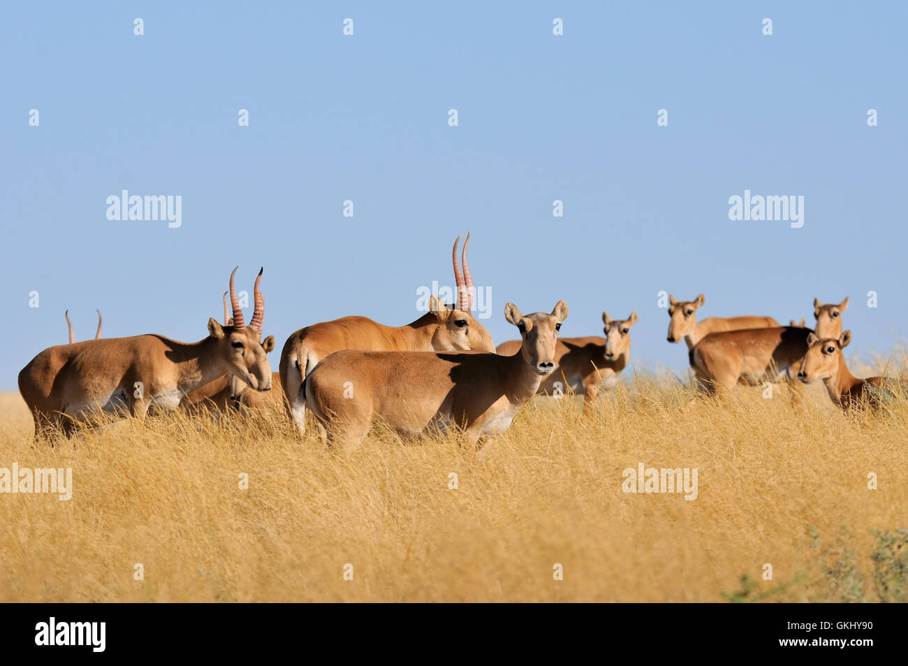 Critically endangered wild Saiga antelopes (Saiga tatarica) in steppe. Stock Photo