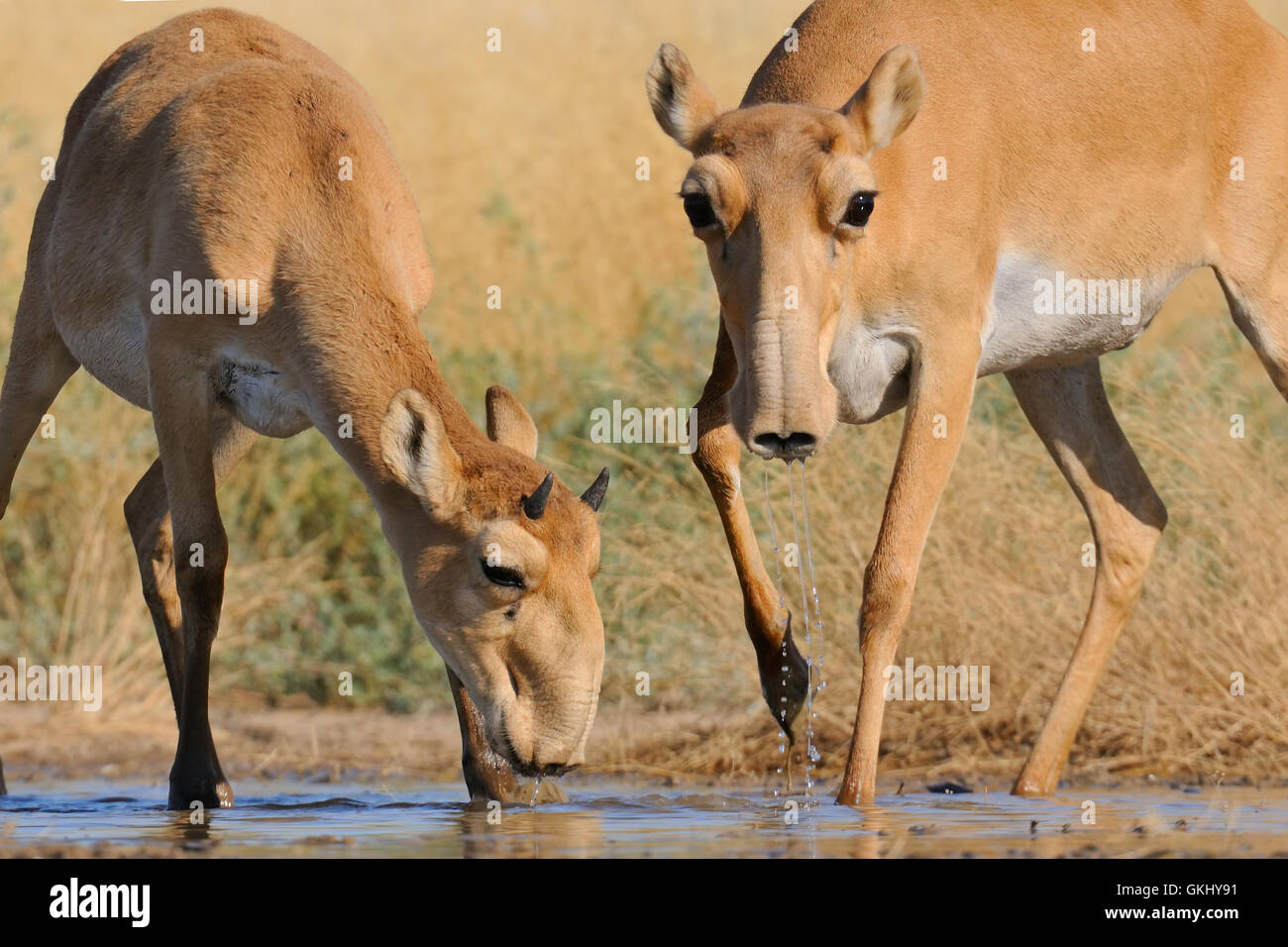 Critically endangered wild Saiga antelopes (Saiga tatarica) at the watering place in the morning. Stock Photo