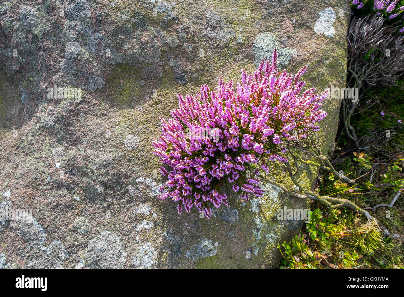 heather in bloom on The Roaches ridge in the Peak District National Park, Stock Photo