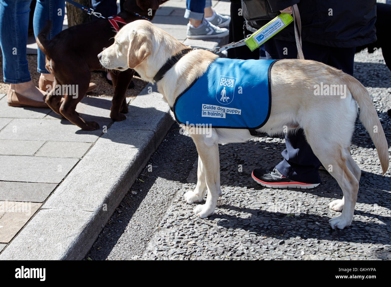 who uses guide dogs