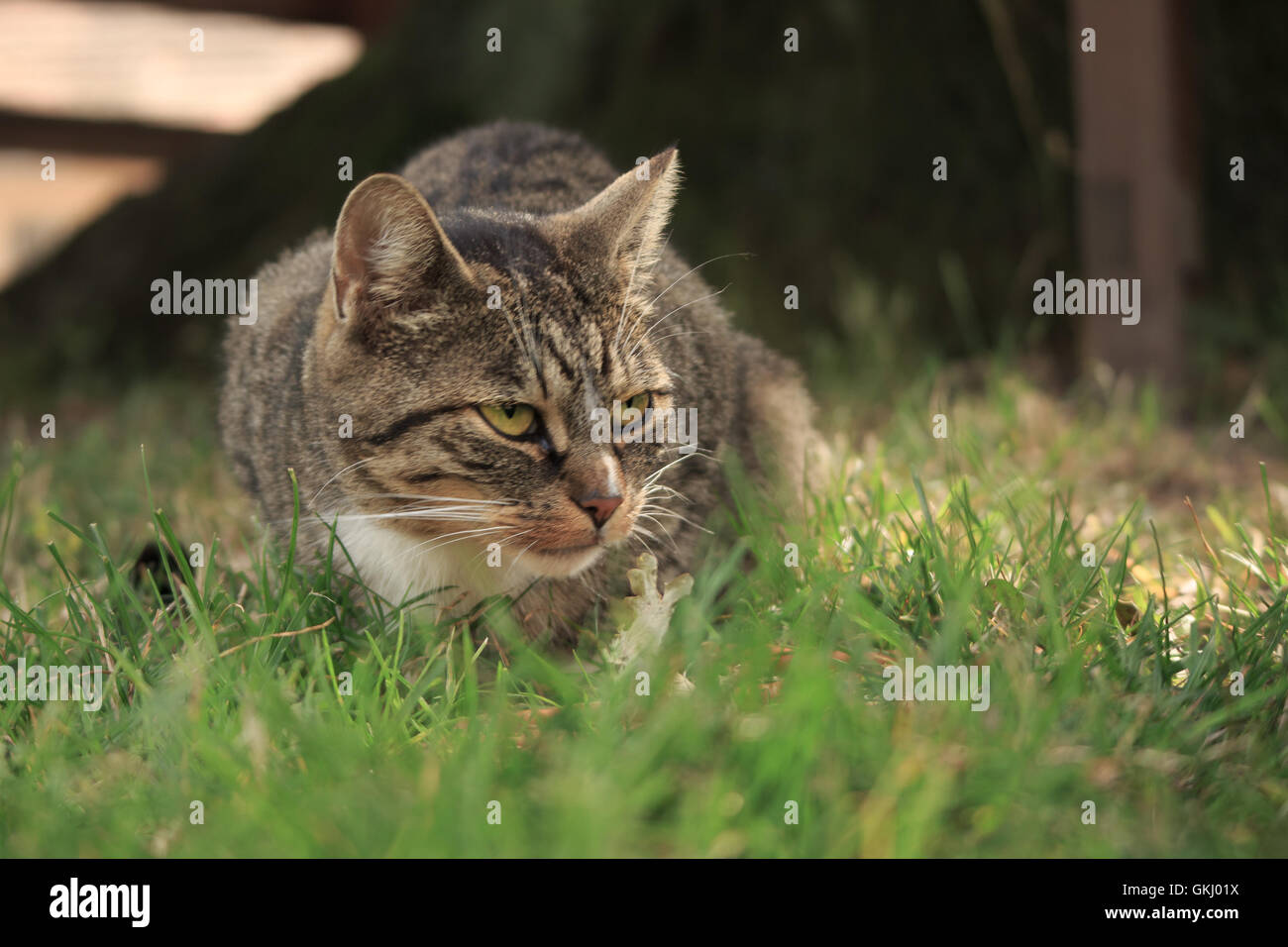 Animal Hunter cat Stock Photo