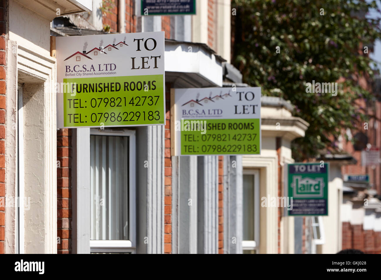 to let signs outside properties in the holylands university area of belfast Stock Photo