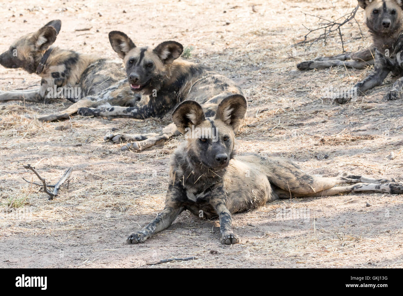 Three African wild dogs, Namibia Stock Photo Alamy