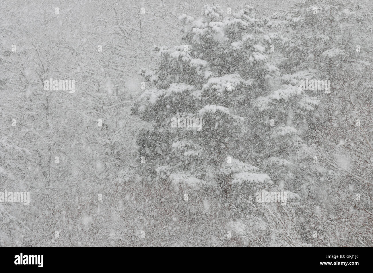 Snow-covered trees amidst a winter storm Stock Photo