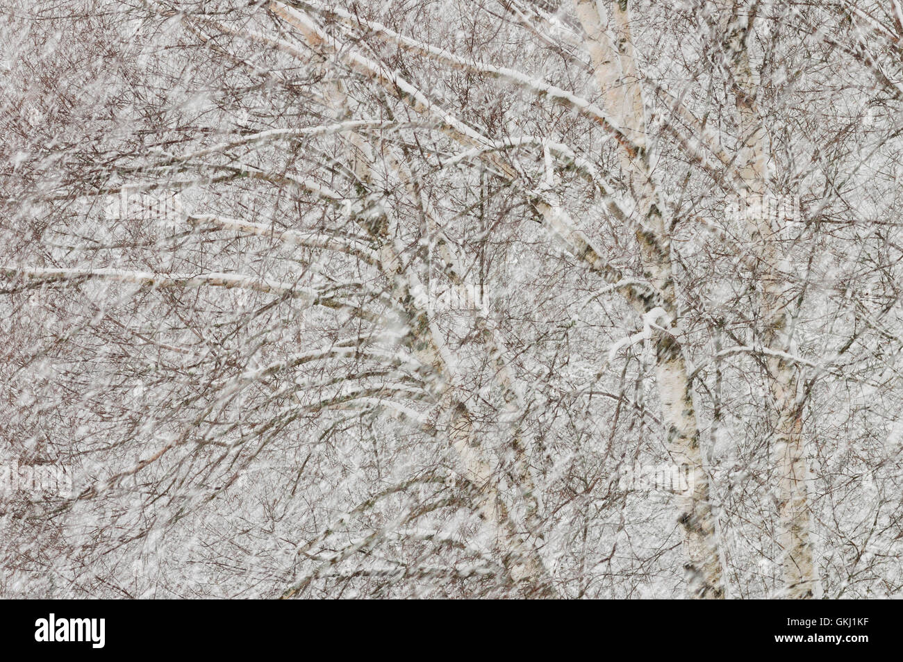 Snow-covered birch (Betula pendula) Stock Photo