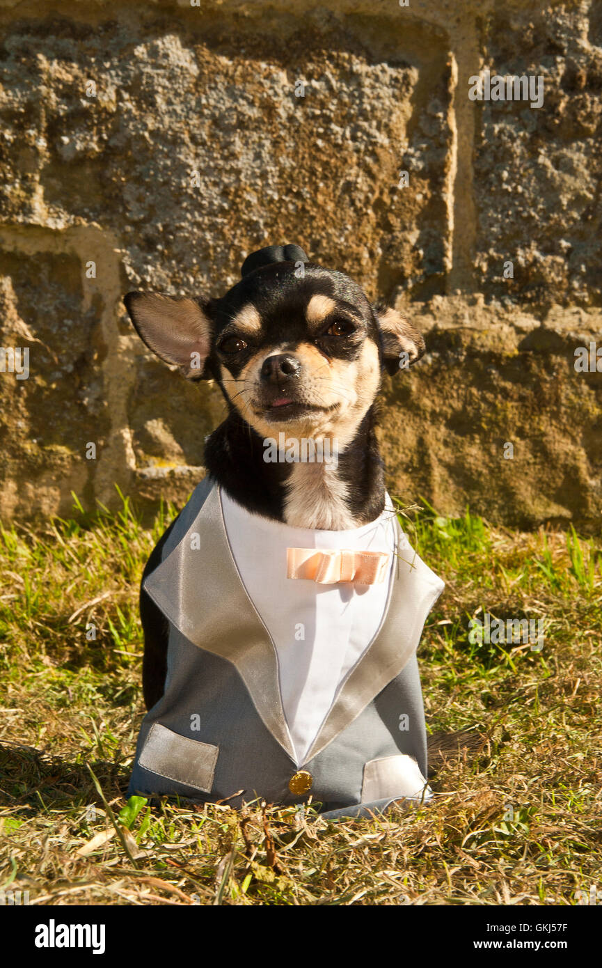 portrait of pet Chihuahua dog wearing top hat and tuxedo with bow tie  outside church ready for a wedding Stock Photo - Alamy