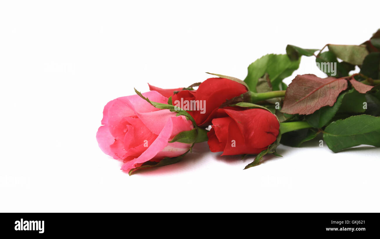 Cut red roses hi-res stock photography and images - Alamy