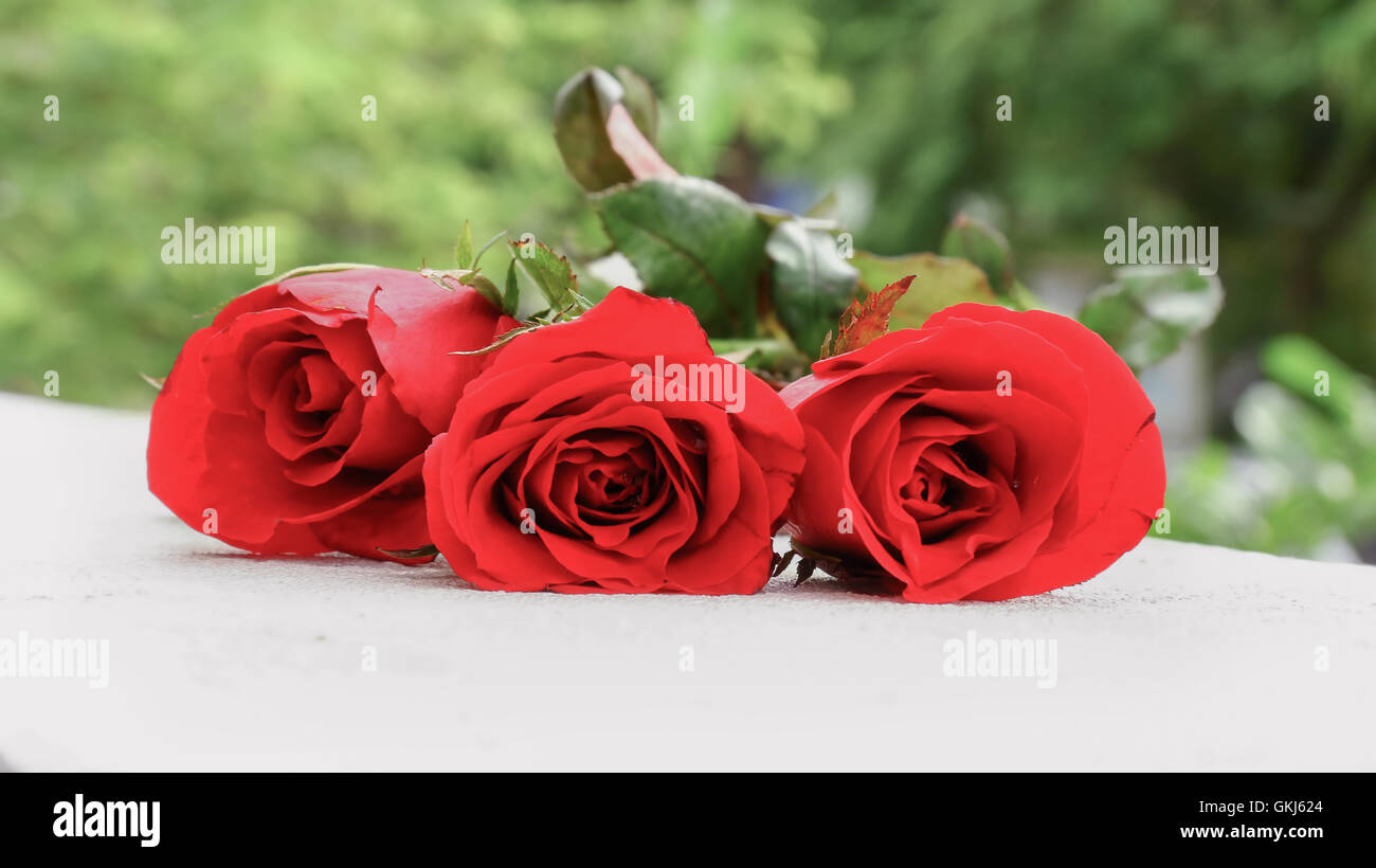 Roses red hi-res stock photography and images - Alamy