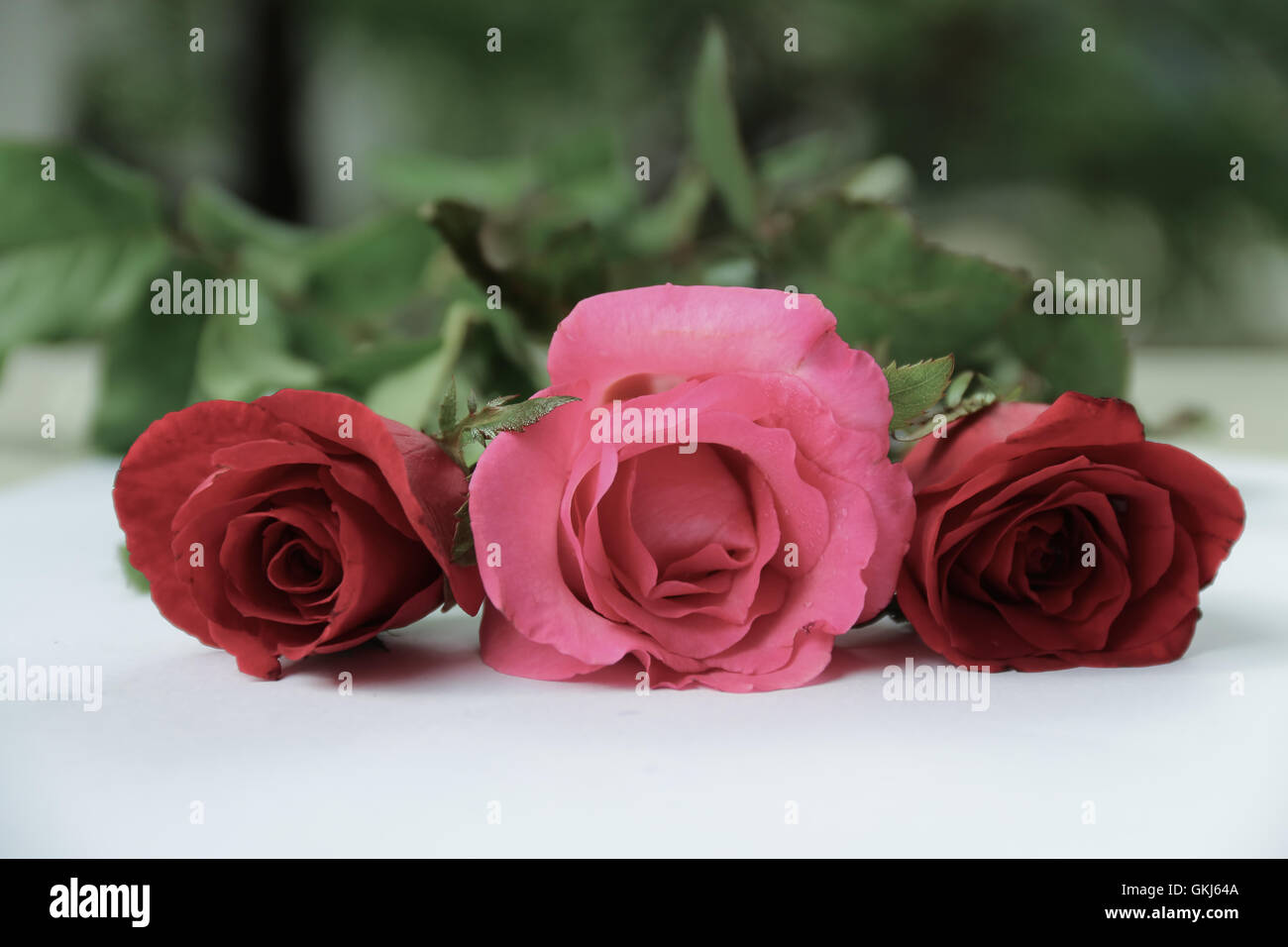 Commercial roses hi-res stock photography and images - Alamy