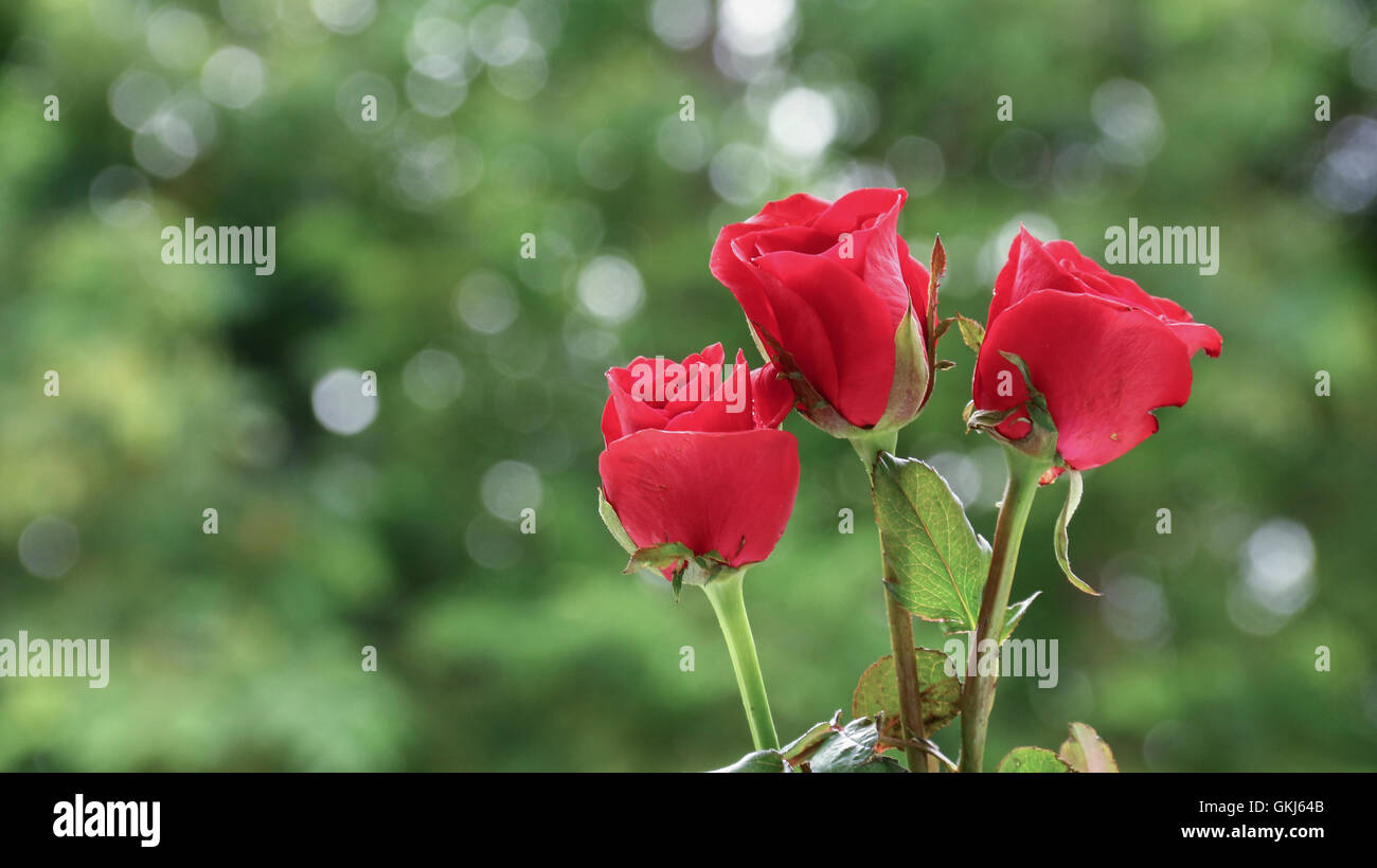 Commercial roses hi-res stock photography and images - Alamy