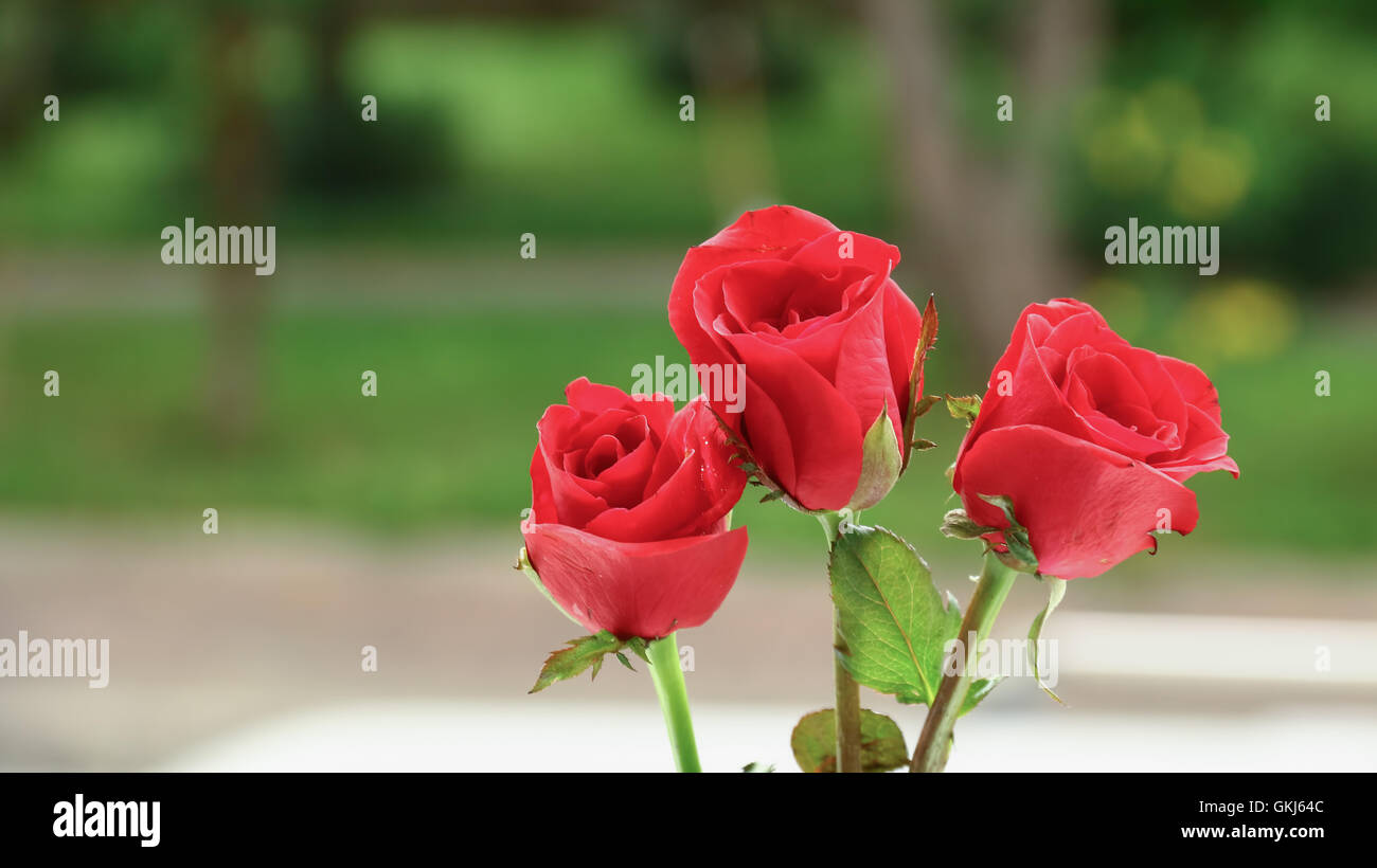 Commercial roses hi-res stock photography and images - Alamy