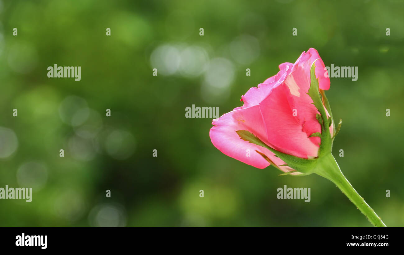 Commercial roses hi-res stock photography and images - Alamy