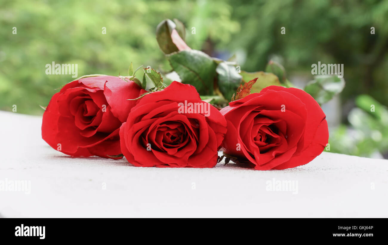 Commercial rose cultivation hi-res stock photography and images - Alamy
