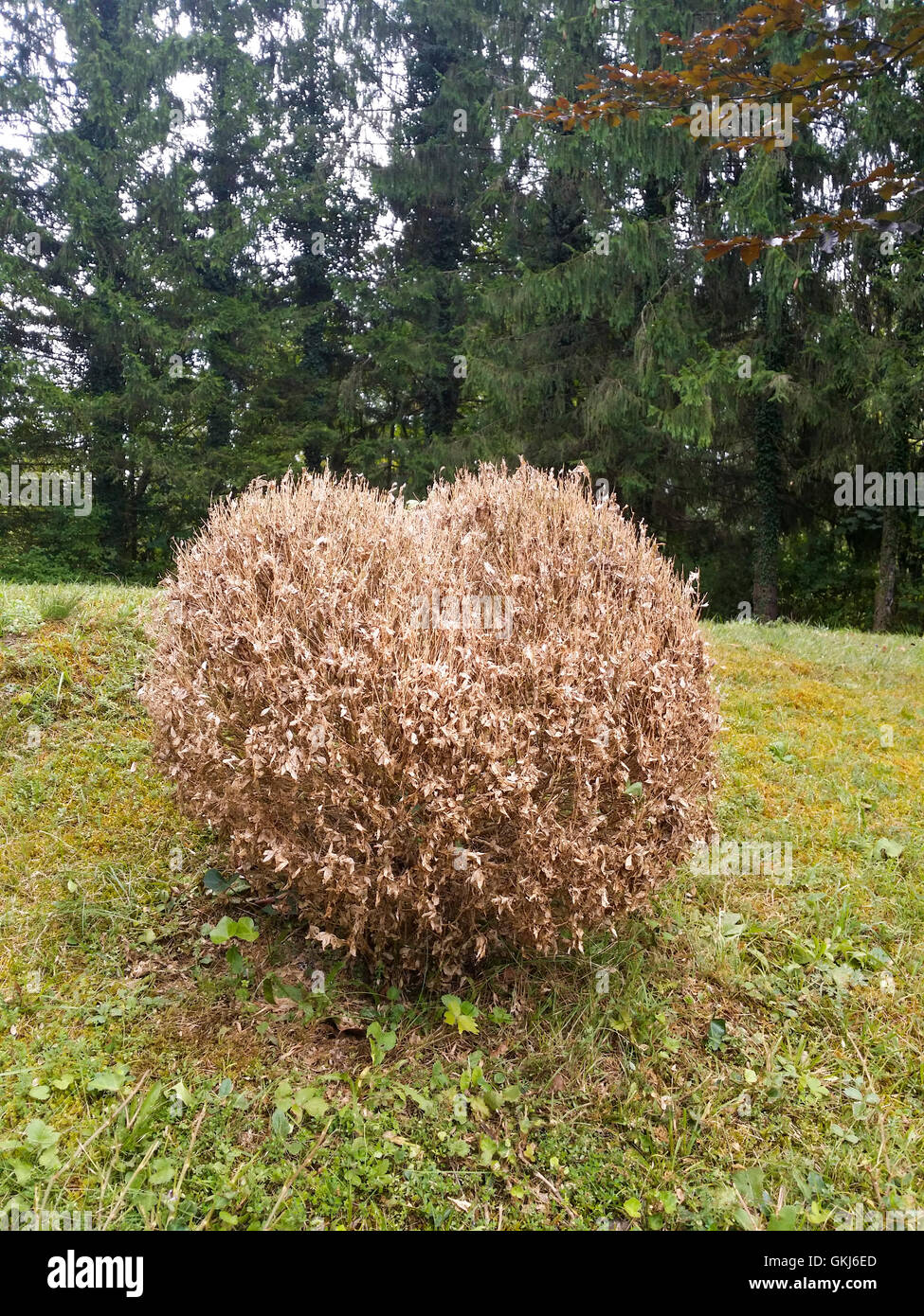 Completely defoliated and dried boxtree, Box tree caterpillars