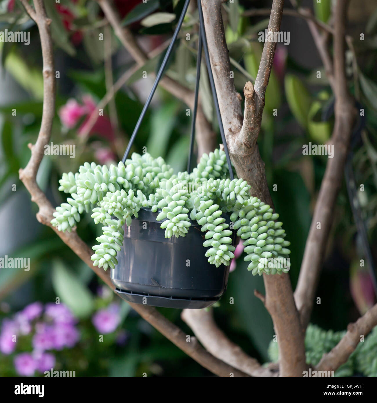 Burro's Tail or Jelly Bean Plant it's the name of this succulent plant. Stock Photo