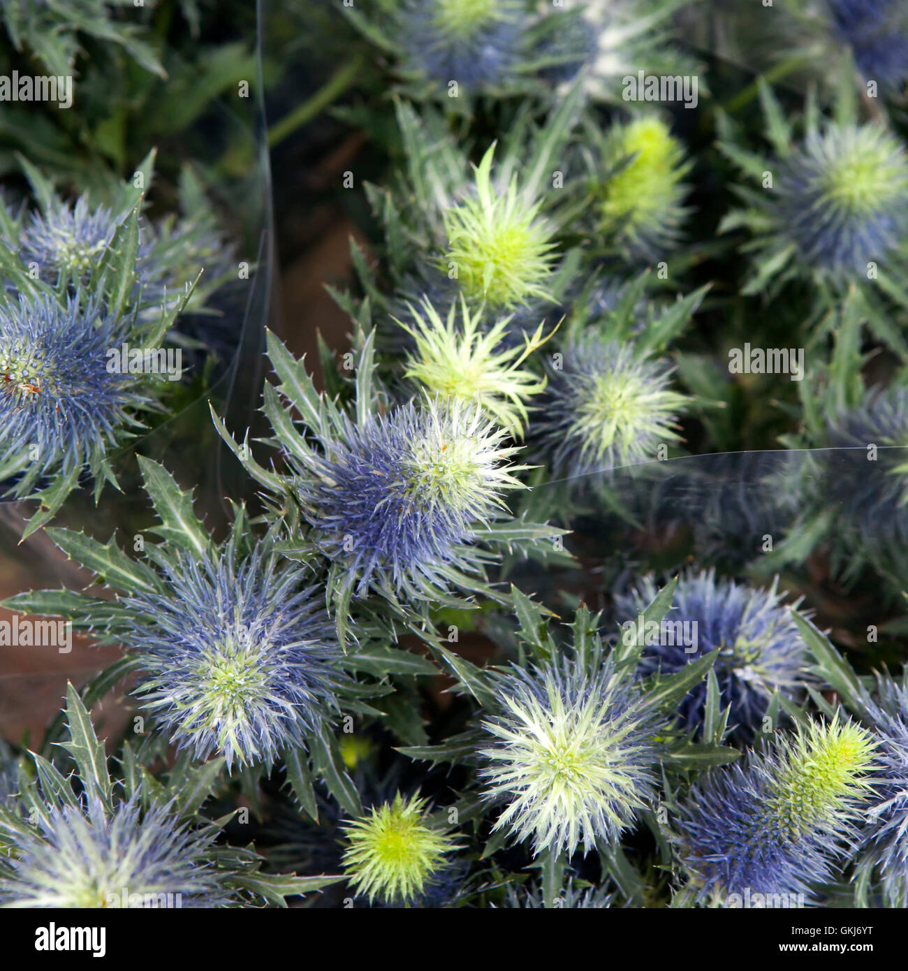 Eryngium planum Blue Sea Holly Stock Photo Alamy