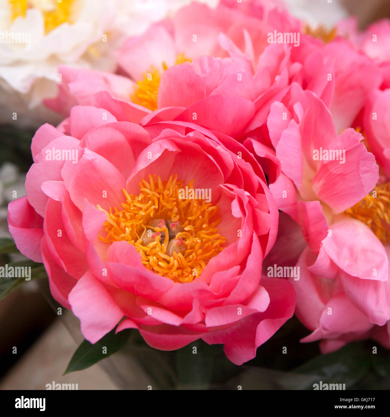 Freshly picked bouquet of peony flowers on display at the farmers market Stock Photo
