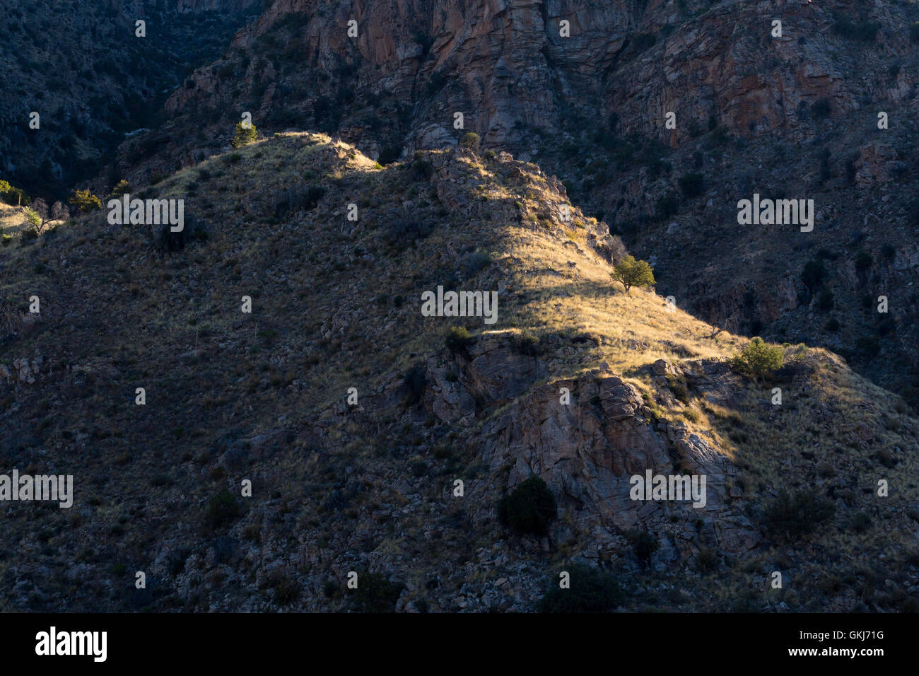 Sunlight hitting a high ridge in the East Fork of Sabino Canyon in the ...