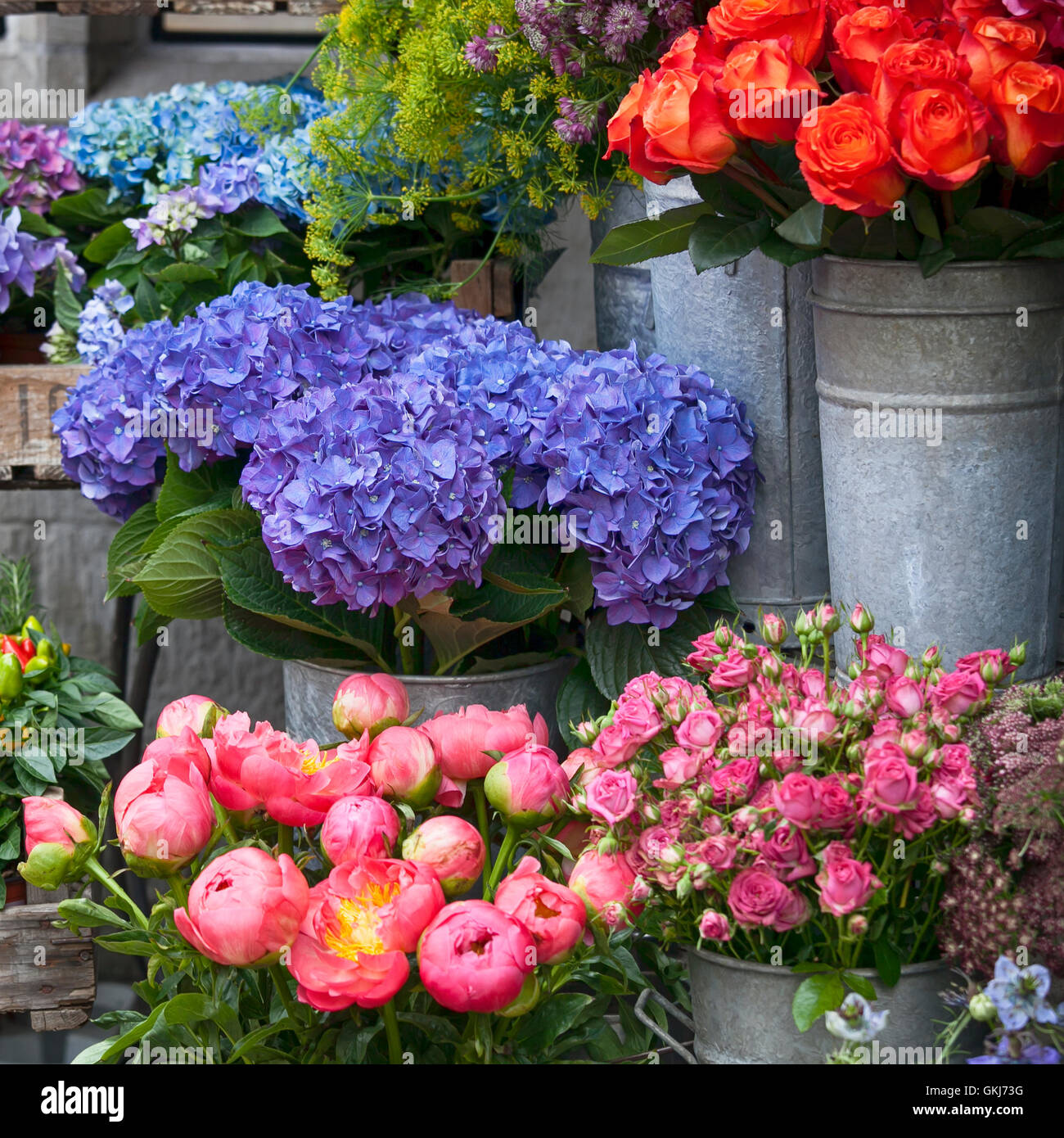 Purple Hydrangea flower (Hydrangea macrophylla) in a garden Stock Photo ...