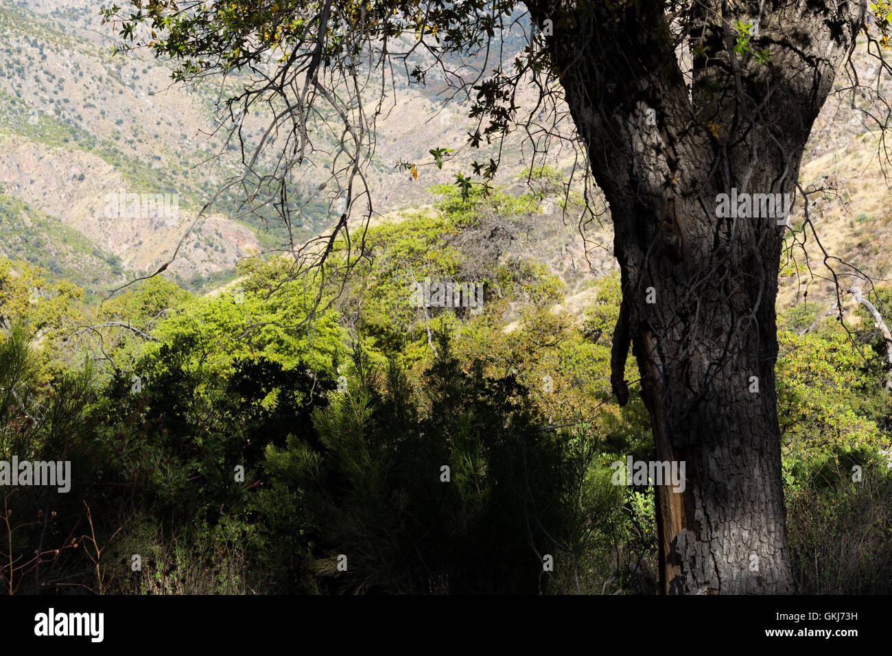 An oak tree in Sabino Canyon in the East Fork of Sabino Canyon in the Santa Catalina Mountains. Pusch Ridge Wilderness, Arizona Stock Photo