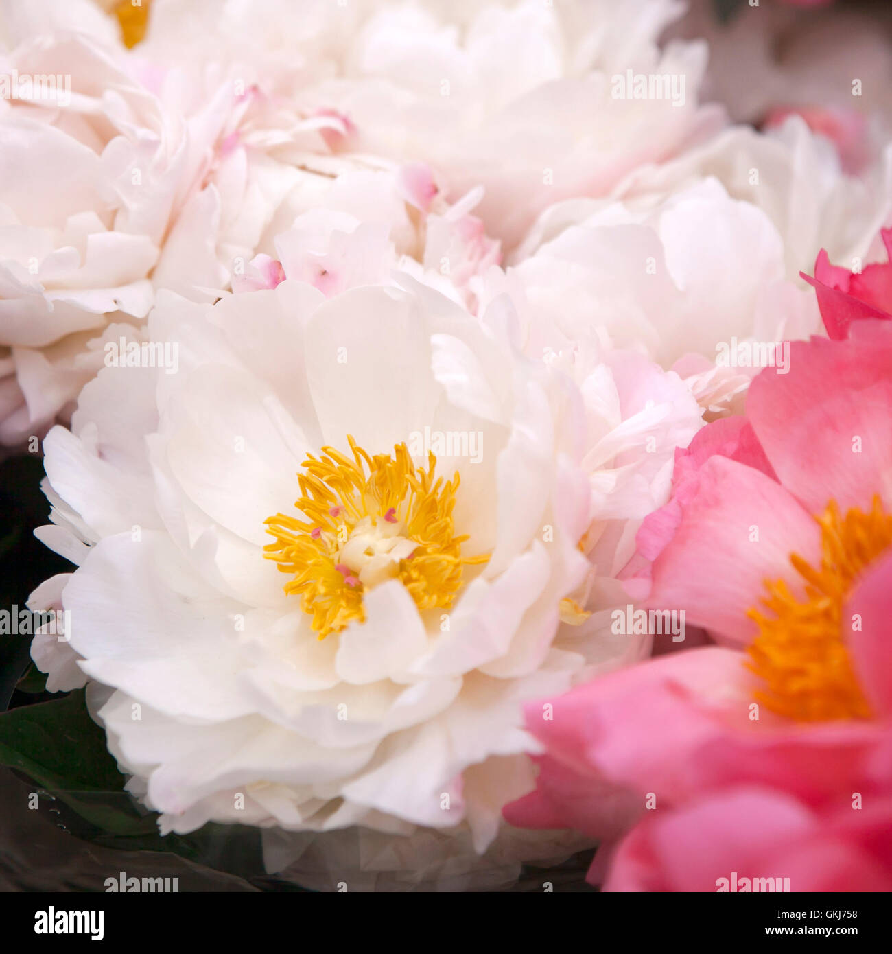 Freshly picked bouquet of peony flowers on display at the farmers market Stock Photo