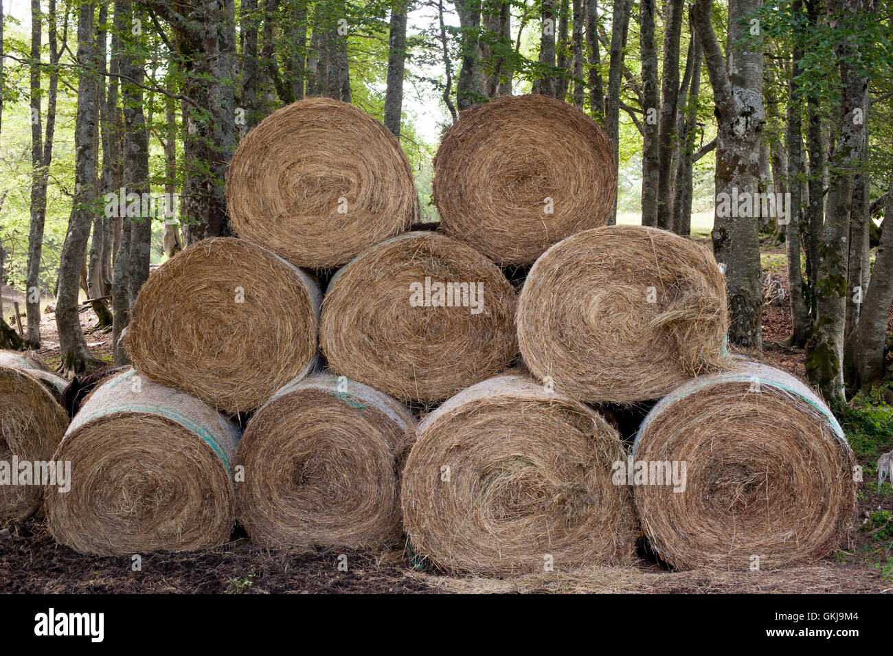 Many round haystack outdoor in farm with wood trunks in background Stock Photo