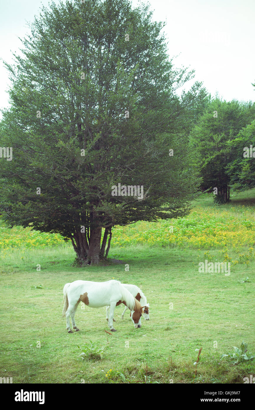 White horses maternity symbol mother and son  grazing on meadow in countryside Stock Photo