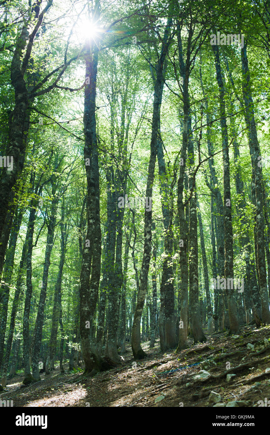 Beech tree leaves with sun hi-res stock photography and images - Alamy