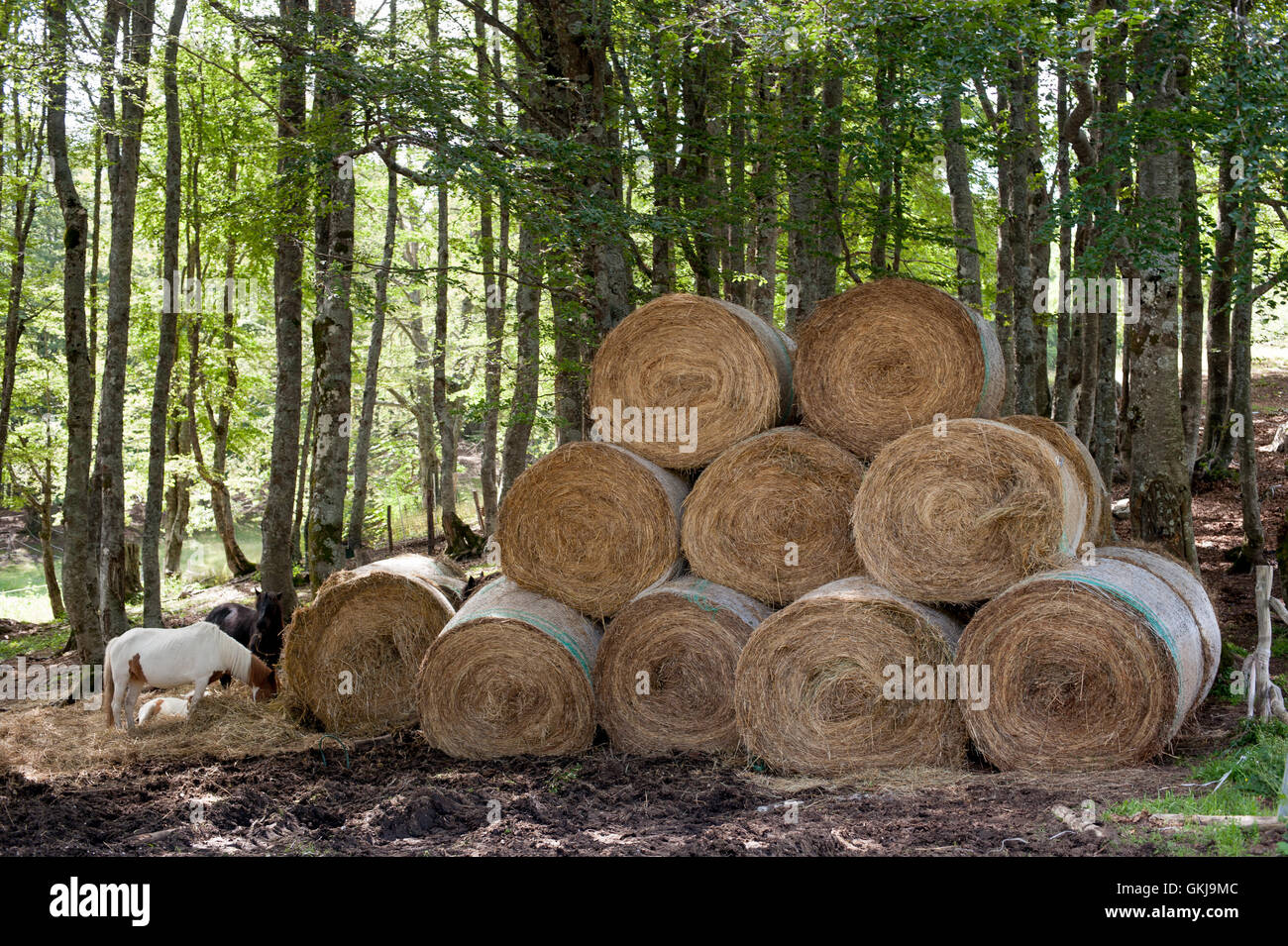 Many round haystack and horses eating with  green wood trunks in background Stock Photo