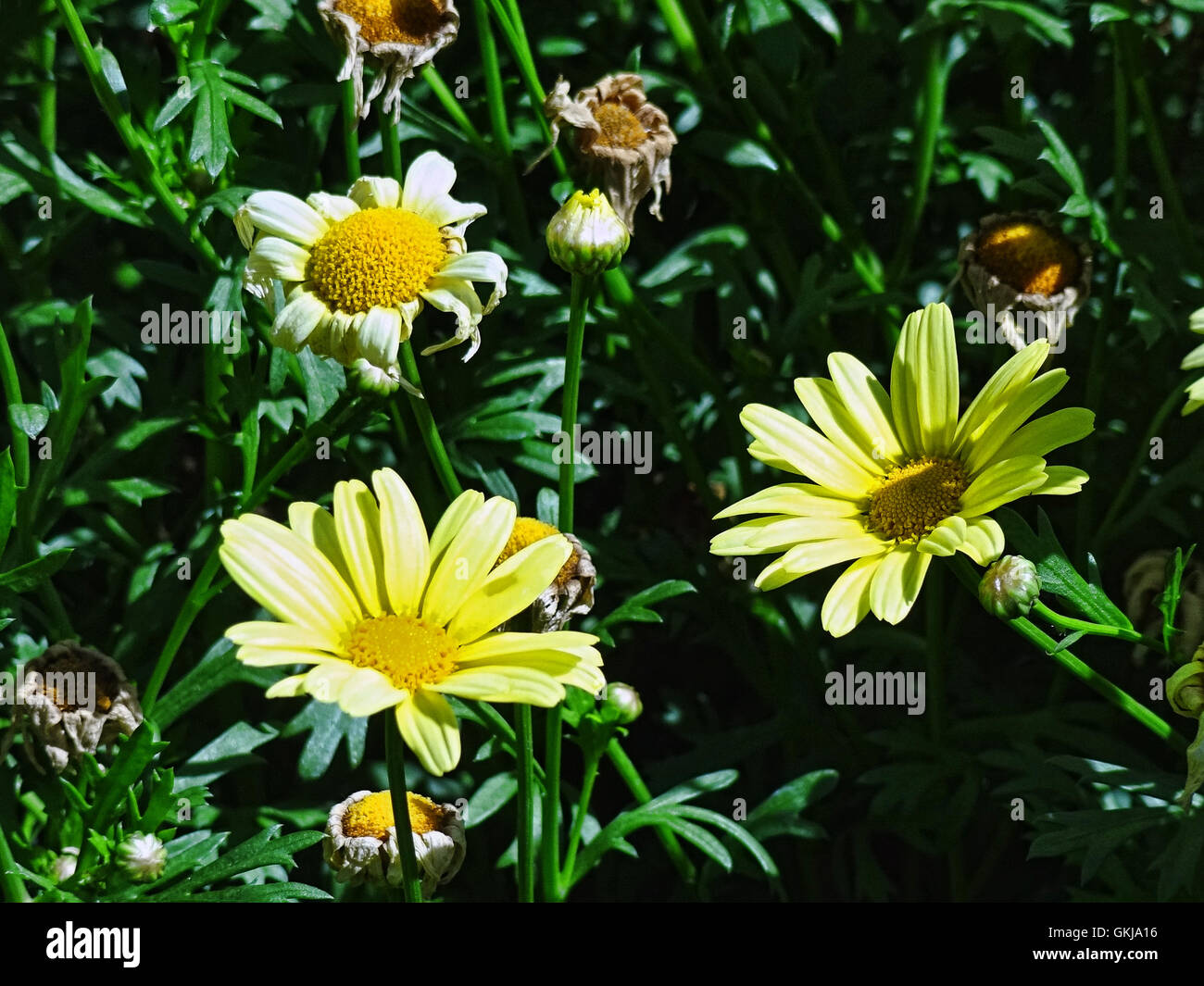 Yellow Flowers with green background Stock Photo