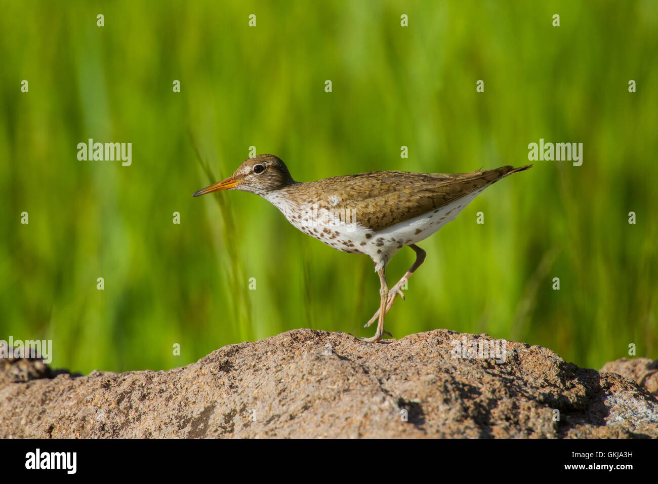 Spotted Sandpiper  Actitis macularius east of Beaver, Utah, United States 4 July     Adult in breeding plumage.        Scolopaci Stock Photo