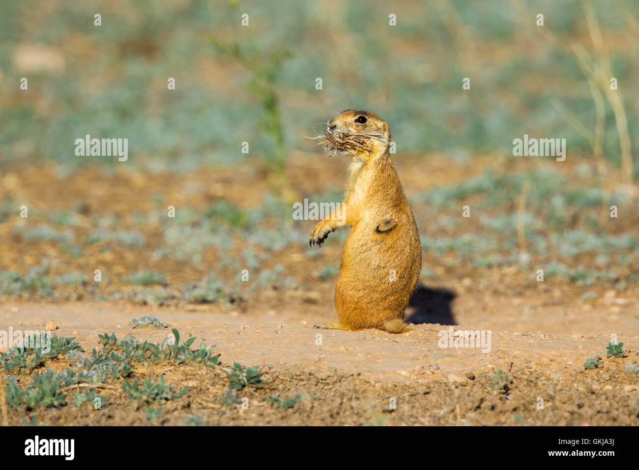 Utah Prairie Dog Cynomys parvidens Cedar City, Utah, United States 8 July     Adult with grassh collected for storage.     Sciur Stock Photo
