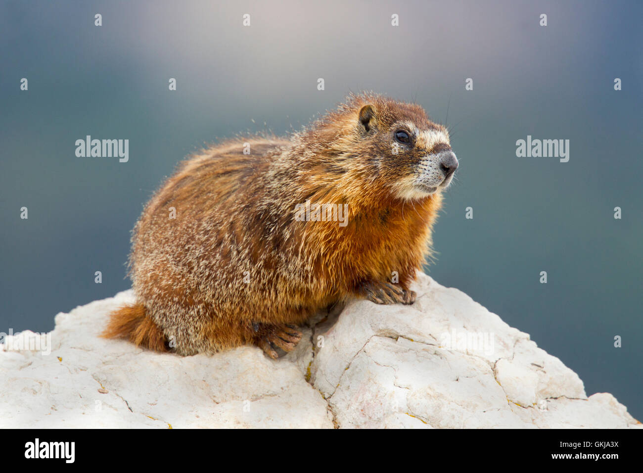 Yellow-bellied Marmot  Marmota flaviventris  Cedar Breaks National Monument, Utah, United States 1 July       Adult        Sciur Stock Photo