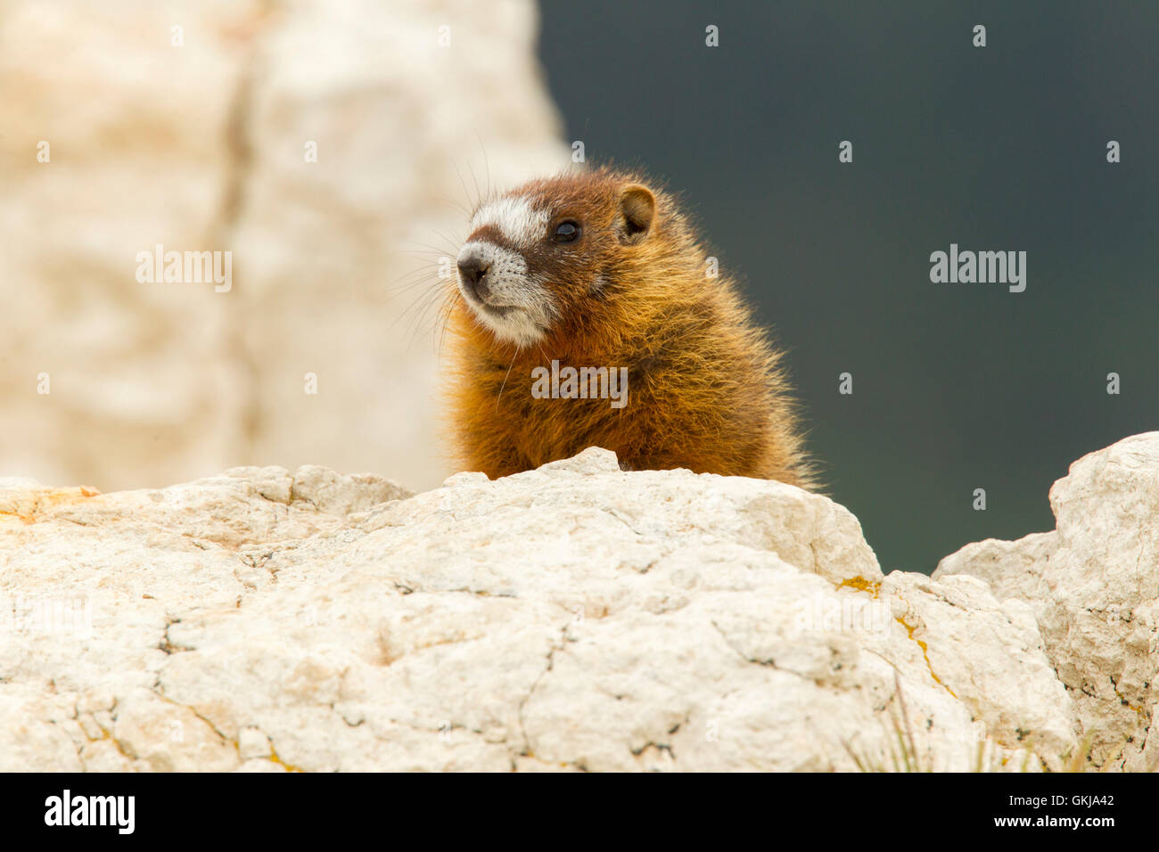 Yellow-bellied Marmot  Marmota flaviventris  Cedar Breaks National Monument, Utah, United States 1 July       Immature       Sci Stock Photo