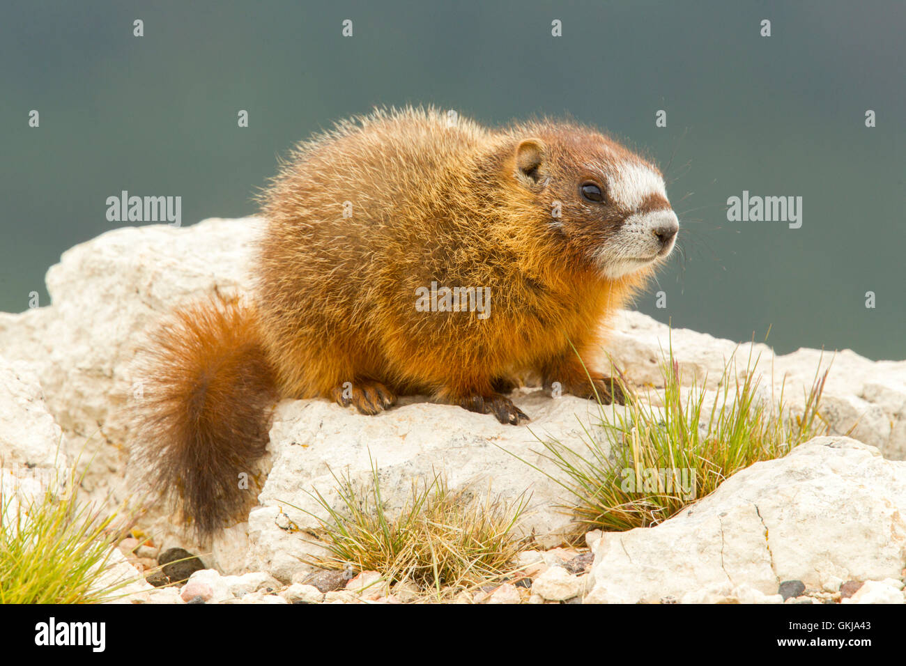 Yellow-bellied Marmot  Marmota flaviventris  Cedar Breaks National Monument, Utah, United States 1 July       Immature        Sc Stock Photo